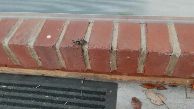 Close up footage of a wheel bug (Arilus cristatus) walking slowly on the edge of a door sill. It is a black bug with crested pronotal armor. As a member of Assassin bugs, this insect feeds on pests