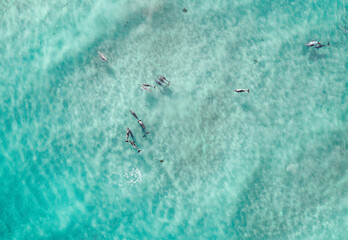 Aerial view of a pod of dolphins hunting in blue water
