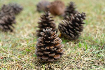 Pine cones on the grass in forest