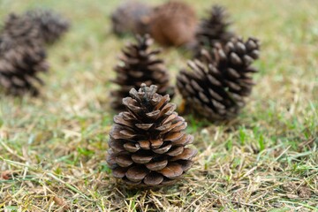 Naklejka na ściany i meble Pine cones on the grass in forest