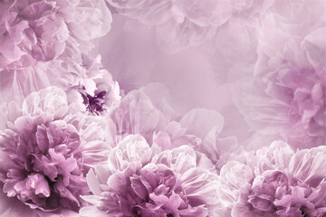 Light purple peonies  flowers.  Floral background.   Greeting  card.  Nature.