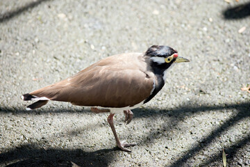 the banded lapwing is standing on one leg
