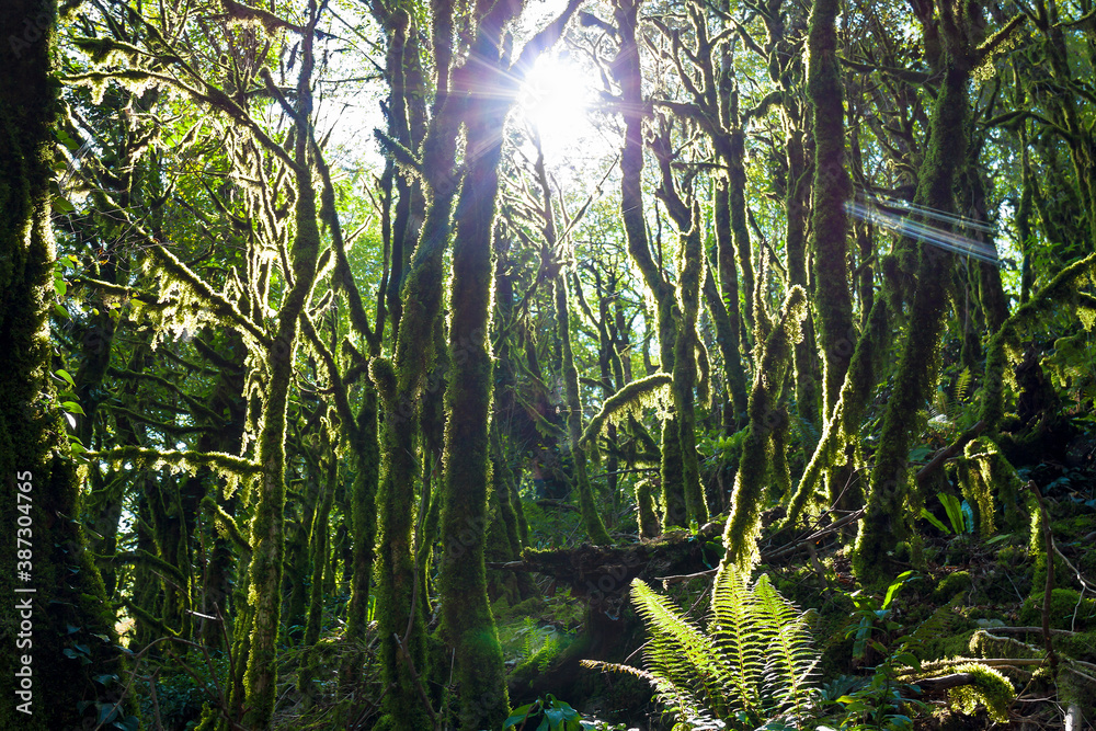 Wall mural landscape with forest jungle trees