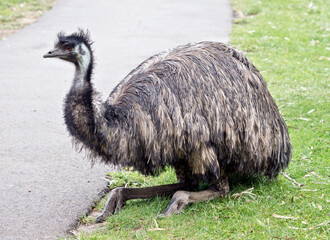 the emu is resting on the grass
