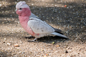 the galah is a pink and white bird