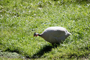 this is a side view of a helmeted guinea fowl.
