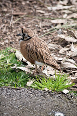 the inland dotterel is a small brown, white and black bird