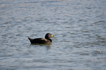 Black scoter in Chiba Prefecture