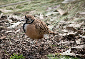Obraz premium the inland dotterel is a small brown, white and black bird