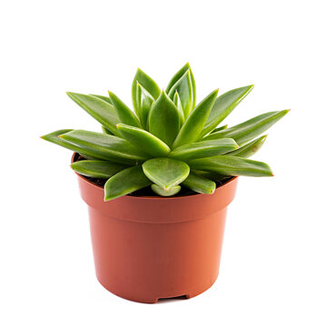 Succulents isolated on a white background. Succulent echeveria in a pot