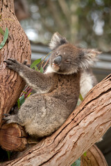 the koala is in the fork of the tree