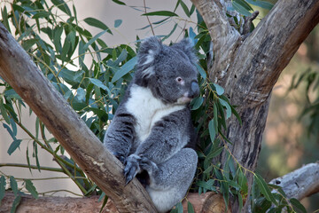 the koala is eating gum leaves