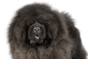 Portrait of a black Chow Chow dog in the studio
