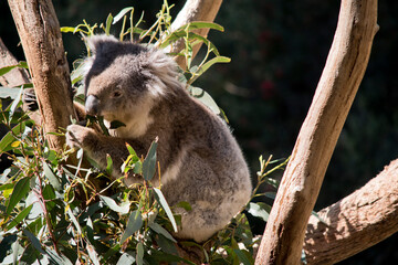 the koala is eating gum leaves in a tree