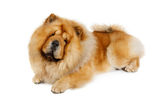 Chow chow dog over white