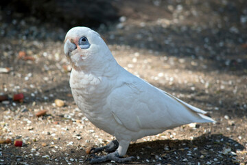 the little corella is looking for seeds on the ground