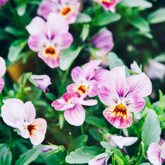 Pansies on a flower bed close up