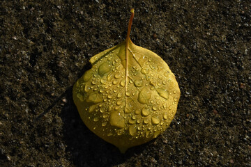 Imagen macro de una hermosa hoja aislada que ha caído del árbol y está cubierta con gotas de agua después de la lluvia. Fondo de otoño de una hoja seca de albaricoque parcialmente comida por insectos.