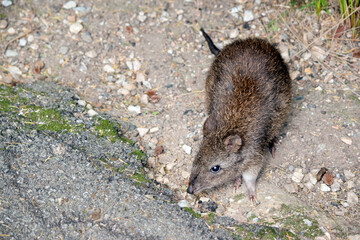 the long nosed potoroo has brown fur and is a small marsupial