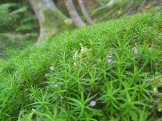 green grass background