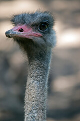 the ostrich is a tall grey bird