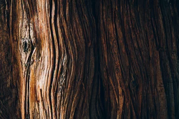 Rolgordijnen Tree bark texture close up, natural background © NS