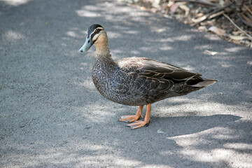 the pacific black duck is walking on a path
