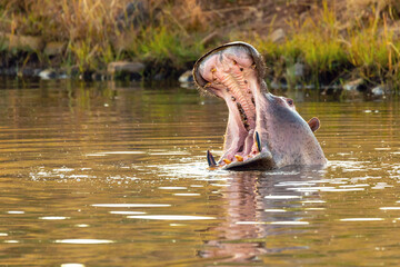Hippo opens its massive jaws wide. Hippopotamus Hippopotamus amphibius, with open mouth showing tusk. Natural habitat Pilanesberg National Park, South Africa safari, wildlife