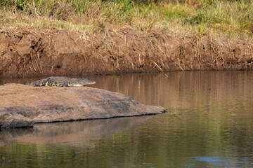 Nile crocodile, Crocodylus niloticus, resting next to the river, catching some sun, Pilanesberg National Park, South Africa safari wildlife