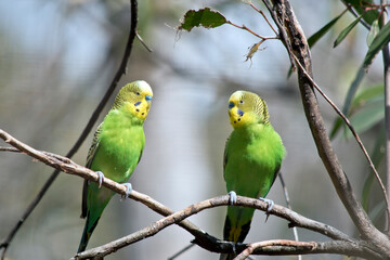 the two budgergars or parakeets  are  perch on a branch of a bush