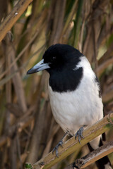 the pied butcher bird has a black head and white body. Its beak is grey with a black tip