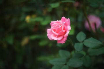 Rose pink close-up on a blurry background with a copy of the text space. A beautiful rose of pink color blooms in the garden. Beautiful bokeh.