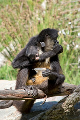 the spider monkey is holding her young monkey  on a tree branch