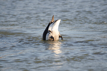 Brant upside-down on the surface of the sea in Chiba Prefecture