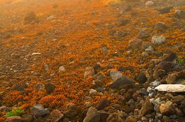 朝焼けの樽前山の高山植物