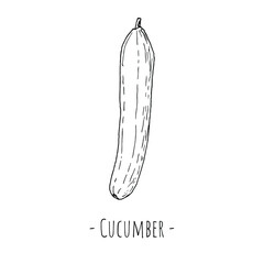 Cucumber. Vector illustration. Isolated on white. Hand-drawn style.