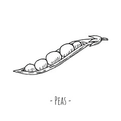 Peas. Vector illustration. Isolated object on a white background. Hand-drawn style.