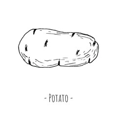 Potato. Isolated object on a white background. Vector illustration. Hand-drawn style.