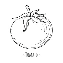 Tomato. Vector illustration. Isolated object on white. Hand-drawn style.