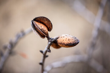 Almendros, Almendra, cascara, recogida, cascar