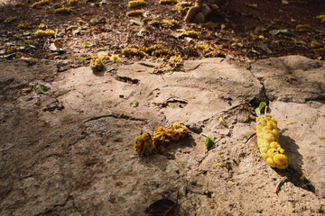 Ripe mulberries fallen from the tree. Blurred background