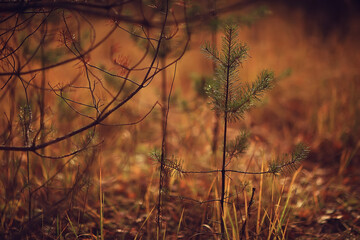 golden autumn forest landscape, mixed forest view, taiga, nature in october