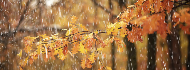 bad weather rain wind, autumn concept background