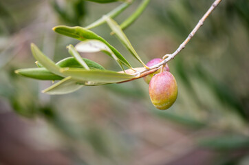 Olivo, aceitunas, aceite, recogida, olivas, trujal