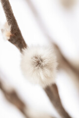 Bouquet little willow buds branch vertical macro with light vintage effect for easter or spring wallpaper