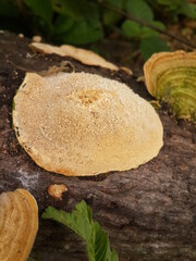 Big mushrooms in the forest
