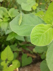 A grasshopper on the leaf