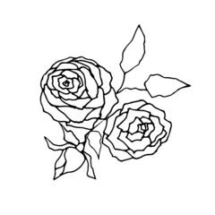 Roses, line drawing, coloring page. Vector illustration.
