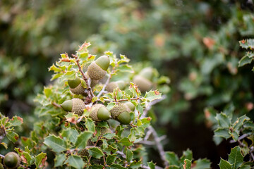 Obraz premium Bellota, encino, encina, fruto, cerdo, jabalí, jamón