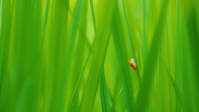 Video hd Pests, red leafhoppers on the leaves of rice plants in rice fields in northern Thailand.